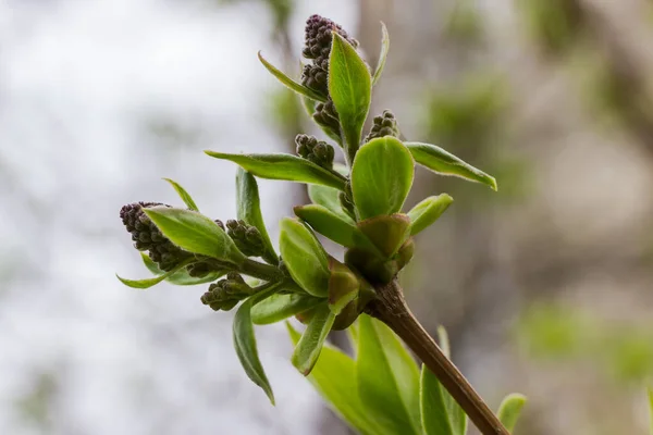 Lilac Branch Flower Buds Small Spring Young Leaves Blurred Background — Stock Photo, Image
