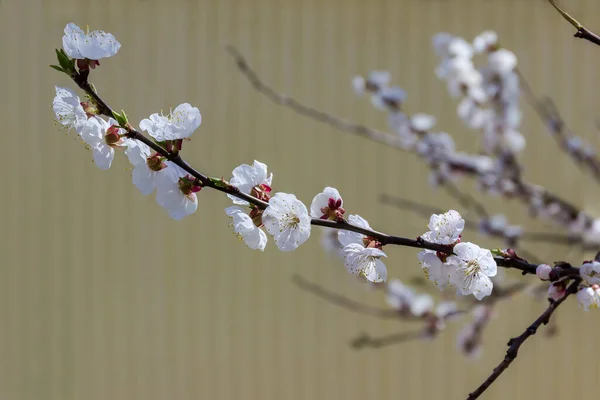 Zweig Der Blühenden Aprikose Mit Blüten Und Kleinen Jungen Blättern — Stockfoto