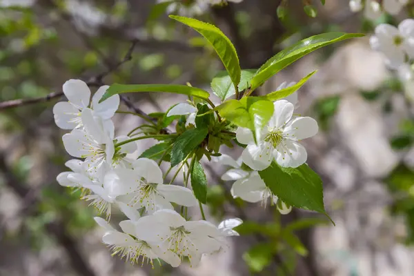 天気の良い日に花や若い葉がぼやけた背景に咲く桜の枝 選択的な焦点でクローズアップ — ストック写真
