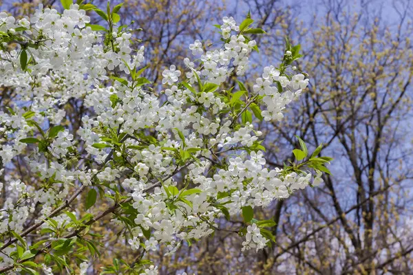 Větve Kvetoucí Třešně Květinami Mladými Listy Rozmazaném Pozadí Jiných Stromů — Stock fotografie
