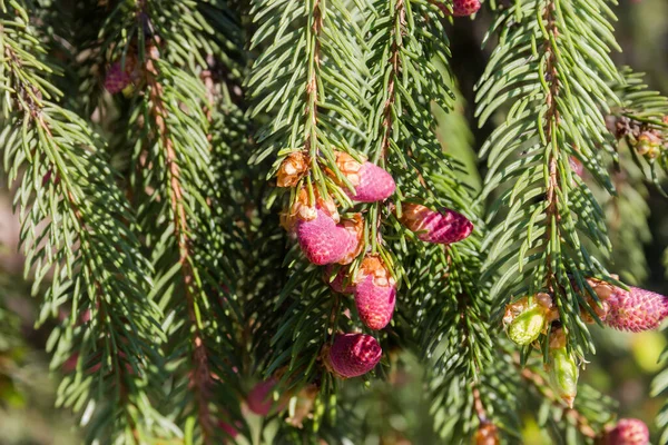 Branches Fir Tree Immature Young Pink Cones Close Blurred Background — Stock Photo, Image