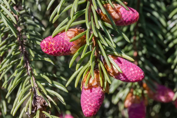 Branch Fir Tree Immature Young Pink Cones Close Blurred Background — Stock Photo, Image
