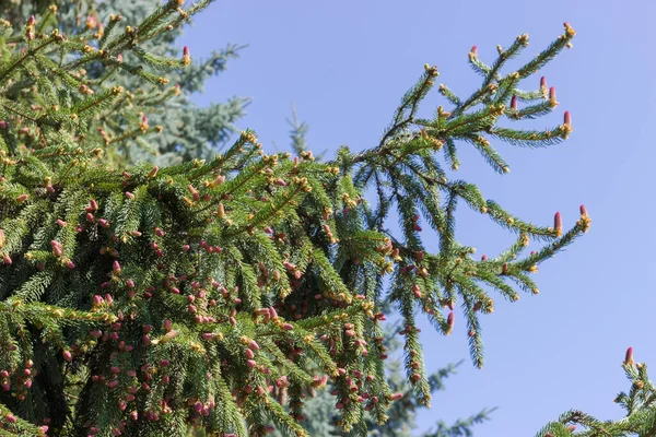 미성숙 분홍색 원추세포가 전나무 가지들은 나무들의 과맑은 날씨에도 가깝게 — 스톡 사진