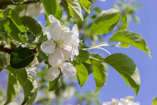 开花结果的苹果树枝条 开着白花和嫩叶 背景模糊 其它枝条和天空在阳光明媚的天气里 特写特写特写 — 图库照片