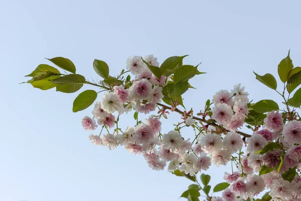Zweig Eines Blühenden Kirschblütenbaums Mit Weißen Und Zartrosa Blüten Und — Stockfoto