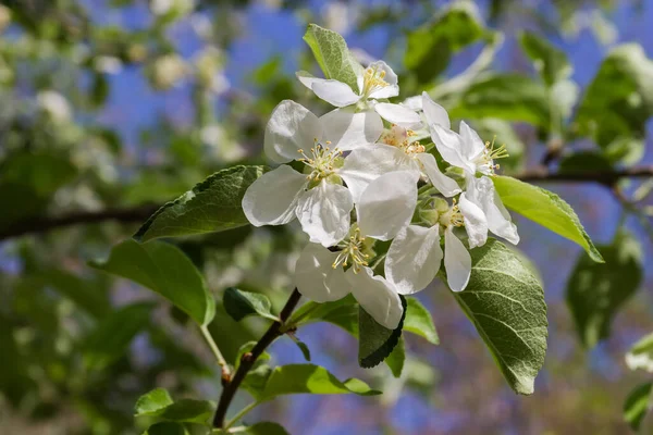开花结果的苹果树枝条 开满了白花和嫩叶 背景模糊 天气晴朗 特写特写 — 图库照片