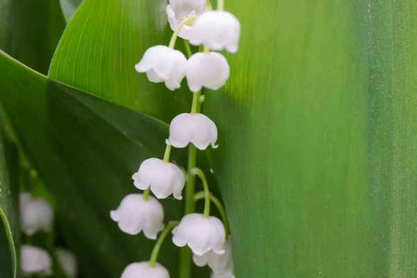 Blooming Lily Valley Inflorescence Small White Bell Shaped Flowers Dense — Stock Photo, Image