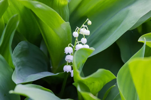 Blooming Lily Valley Inflorescence Small White Bell Shaped Flowers Dense — Stock Photo, Image