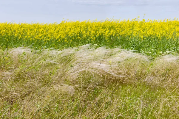 Stipa Other Plants Canola Field Edge Blooming Rapeseed Overcast Weather — Stock Photo, Image