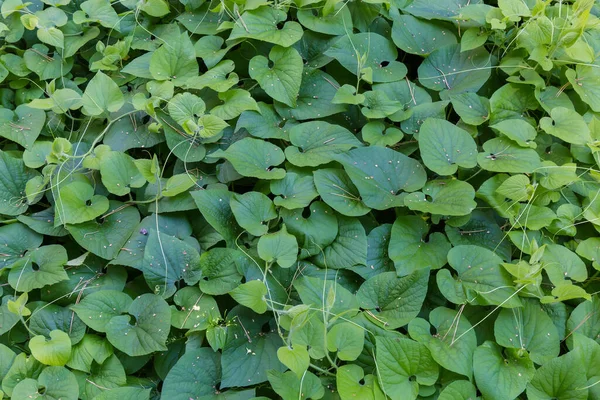 Neobdělávané Lezecké Rostliny Stonky Plazícími Zemi Zelené Listy Úponky Rostoucí — Stock fotografie