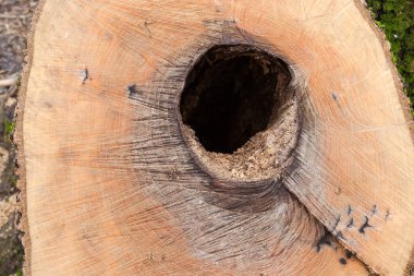 İçi boş, büyüme halkaları ve testere izleriyle dolu eski, kalın dişbudak ağacının ıslak gövdesi, bulutlu havada yakın plan görüntüsü.