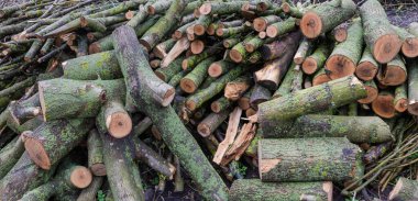 Kül gövdesinin kesilmiş bölümleri birikmiş ve bulutlu havada çeşitli kalınlıklarda dallar halinde, panoramik görünüm