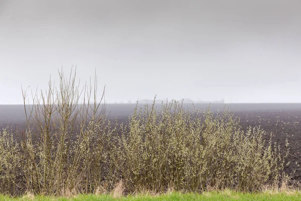 春の曇り霧の雨の日に耕された農地の端にふわふわの猫を咲かせる柳の茂み — ストック写真