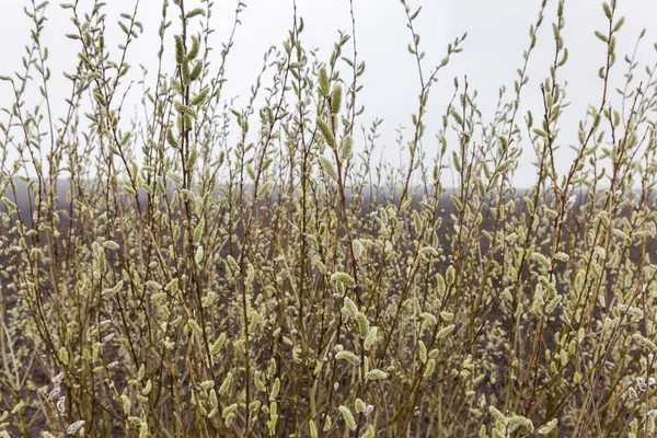 Ветви Ивы Цветущими Пушистыми Кексами Против Сельскохозяйственного Поля Пасмурный Туманный — стоковое фото