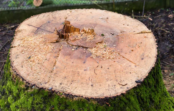 이끼가 나무껍질 톱니바퀴 두꺼운 물푸레나무의 그루터기는 톱밥으로 내리는 날씨에 파노라마처럼 — 스톡 사진