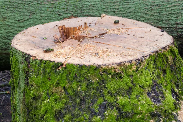 Tronco Molhado Árvore Cinza Grossa Velha Com Casca Coberta Com — Fotografia de Stock