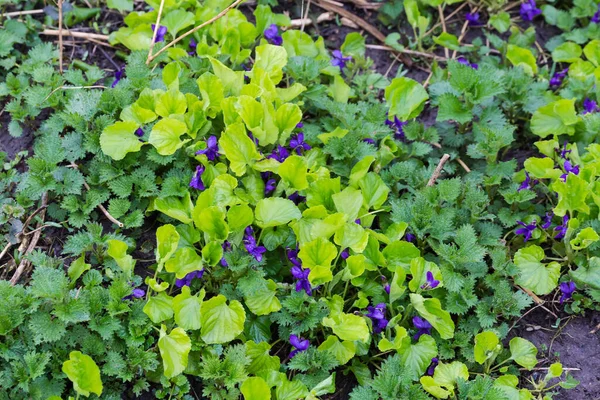 Fragmento Del Claro Cubierto Violetas Silvestres Florecientes Con Flores Azules — Foto de Stock