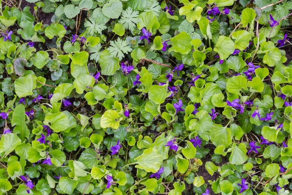 Fragmento Del Claro Cubierto Florecimiento Violeta Salvaje Con Flores Azules —  Fotos de Stock