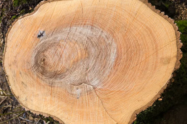 Tronco Molhado Velha Árvore Cinzas Grossa Close Tempo Nublado Textura — Fotografia de Stock