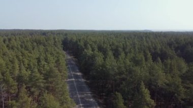 Çam ormanlarının arasında asfalt yol, hava manzarası
