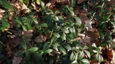 Bahar ormanında yabani vinca, en üstteki yakın plan.