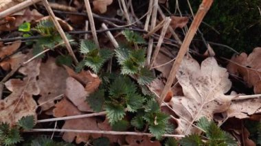 Geçen yılın yaprakları arasında ısırgan otu yaprakları