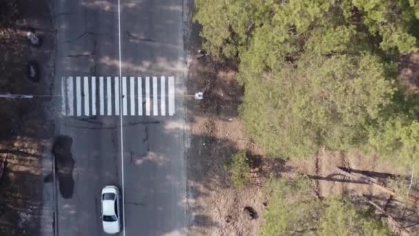 Asphalt Road Crosswalk Pine Forest Vertical Aerial View — Stock Video