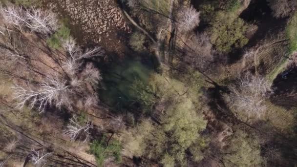 Лесное Озеро Заросшее Сухой Тростью Весной Вид Воздуха — стоковое видео