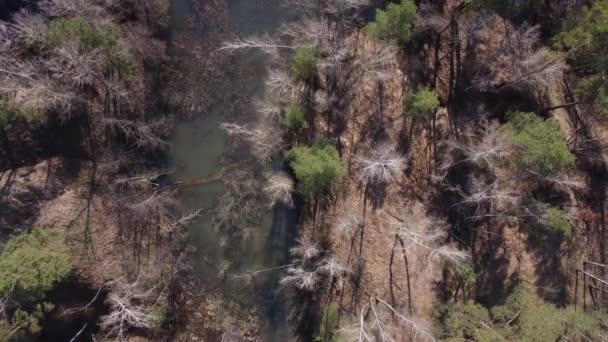 春に乾燥した葦で覆われた森の湖 空中風景 — ストック動画