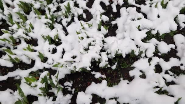 Iris Młodych Liści Częściowo Pokryte Śniegiem Pochmurną Pogodę — Wideo stockowe