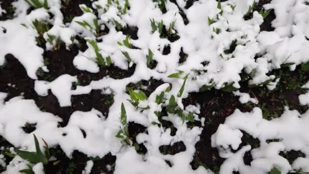 Íris Folhas Jovens Parcialmente Coberto Com Neve Tempo Nublado — Vídeo de Stock