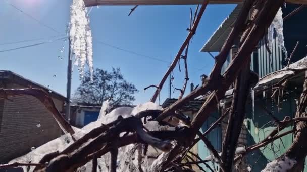 Icicles Hanging Industrial Building Grape Stems — Stock Video