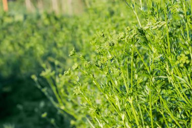 Maydanoz bitkilerinin tomurcuklanmasının bir parçası. Sapları, cilt bakımı ve yaprakları tarlada. Sağ tarafta akşam ışığında bulanık bir arkaplanda.