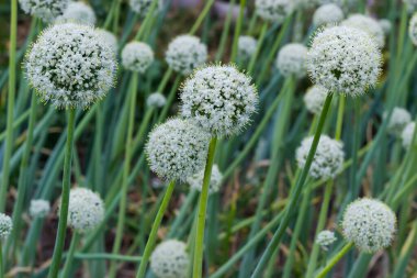 Soğanın kökleri üzerindeki küresel infloresans bulanık arkaplandaki soğan dikimi bulutlu bir havada bir alana.