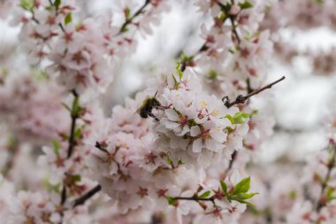 Çiçek açan kiraz ağacının dalında bulanık bir arkaplanda, bulutlu bir havada arıyla, seçici odak noktasında yakın plan görüntüsü