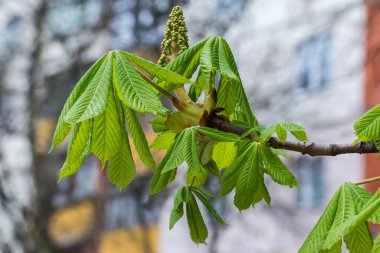 At kestanesinin dalında taze taze yapraklar ve çiçek tomurcukları bulutlu bir binanın bulanık arka planında.