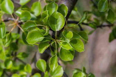 Güneşli havalarda arka planda küçük taze yaprakları olan yabani armut dalları, seçici odak noktasında yakın plan.