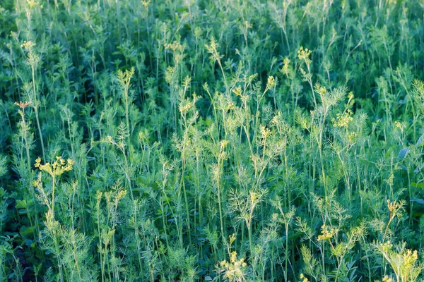 Teil Der Pflanzung Blühender Dillpflanzen Mit Stängeln Blütenständen Und Blättern — Stockfoto