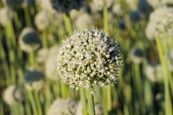 stock image Spherical inflorescence of the onion on a stem on a blurred background of the onion planting, view in the evening light