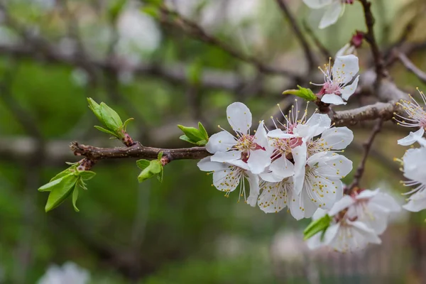 Zweig Des Blühenden Zierkirschbaums Bei Bedecktem Wetter Nahaufnahme Auf Verschwommenem — Stockfoto