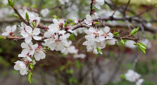 Zweig Des Blühenden Zierkirschbaums Bei Bedecktem Wetter Fernsicht Aus Nächster — Stockfoto