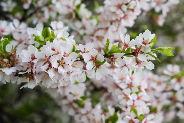 Branche Cerisier Ornemental Fleurs Par Temps Couvert Sur Fond Flou — Photo