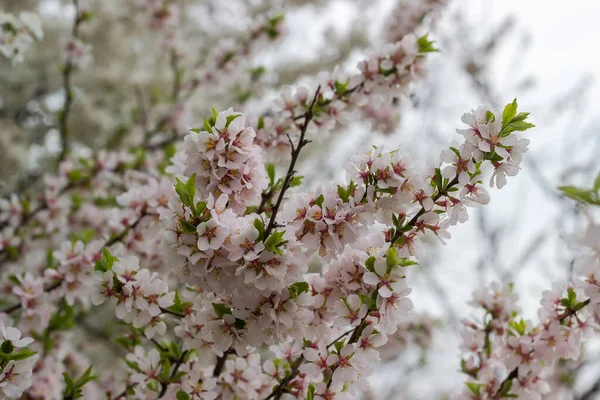 背景がぼやけて曇りの日に咲く観賞用の桜の枝 — ストック写真