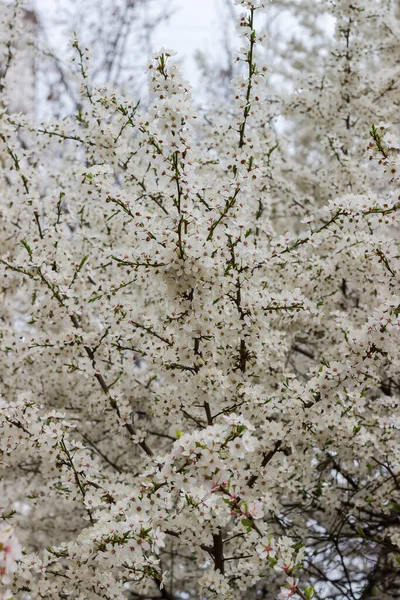 Kwitnące Ozdobne Drzewo Wiśniowe Pochmurną Pogodę Fragment Zbliżenie Selektywnej Ostrości — Zdjęcie stockowe