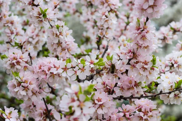 Zweige Des Blühenden Zierkirschbaums Bei Bedecktem Wetter Nahaufnahme Selektiven Fokus — Stockfoto
