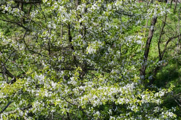 Part Blooming Wild Growing Cherry Tree Forest Blurred Background Other — Stock Photo, Image