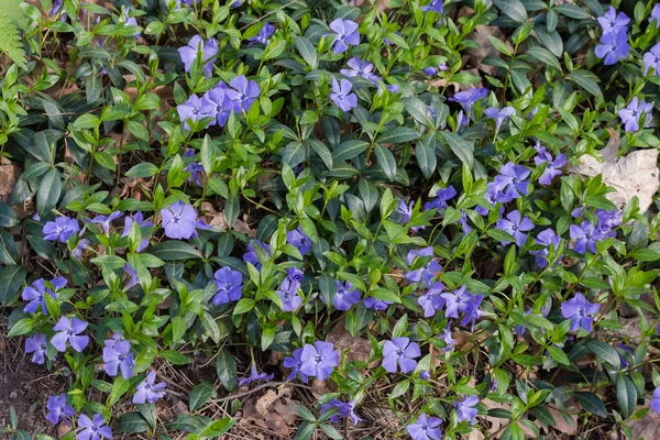 Fragment Glade Overgrown Blooming Wild Vinca Also Known Periwinkle Spring — Stock fotografie