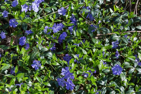 Fragment Glade Overgrown Blooming Wild Vinca Also Known Periwinkle Spring — Stock fotografie