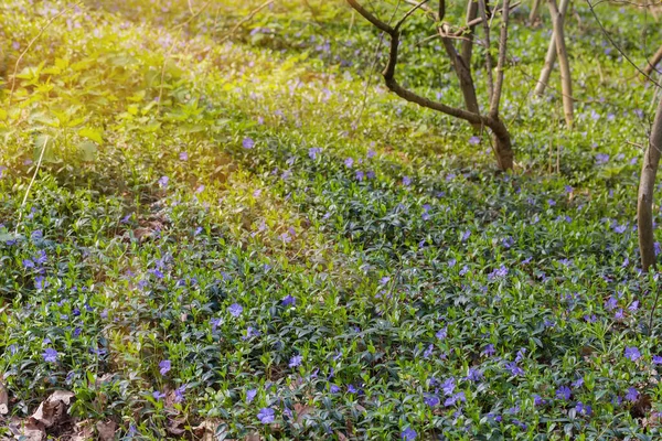 春の森の中の緑の破片が野生のビンカを咲かせ 晴れた朝にはペリウィンクルとしても知られています — ストック写真