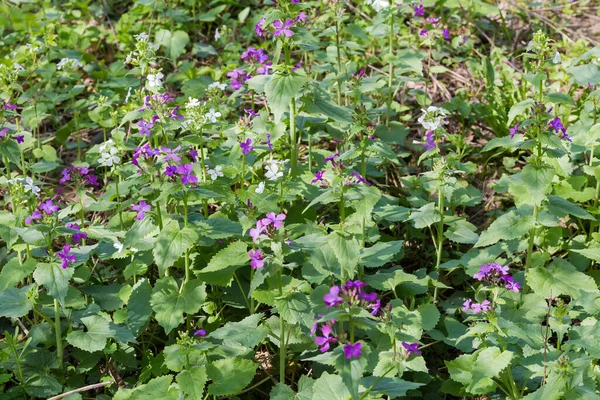 Blooming plants of the Lunaria of two kinds, Lunaria annua, or annual honesty with violet flowers and Lunaria rediviva, or perennial honesty with white flowers in forest at sunny spring day